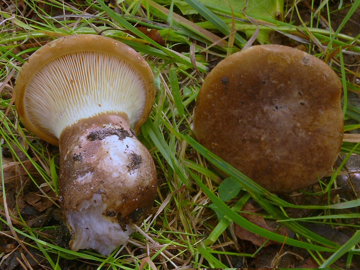 P1070941 PaxillusAtrotomentosus mont cc